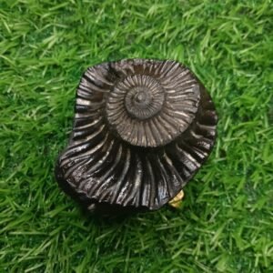 Trivikram Shaligram Shila