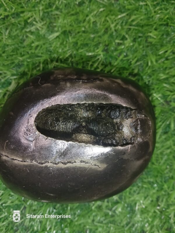 Laxmi Narayan Shaligram - Image 6